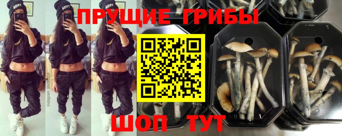 Псилоцибиновые грибы мухоморы Тара